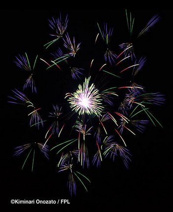 floral shell of shells_butterflies 2